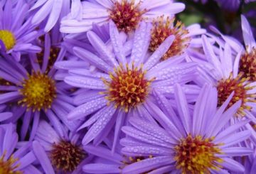 Fleurs de santbrinka