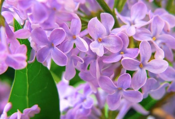 Fleurs lilas