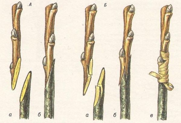 Sinh sản của tử đinh hương bằng cách ghép