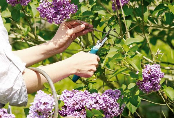 Comment planter et faire pousser des lilas luxuriants sur le site