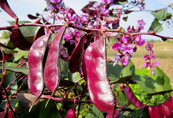 Fruits Dolichos