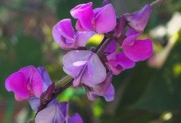 Fleurs lilas