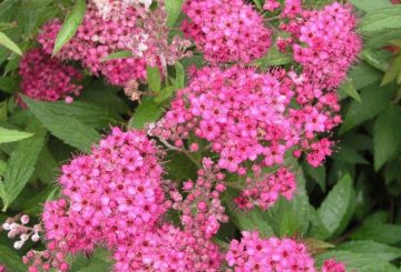 Spirea Nhật Bản