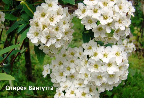 Спирея Вангута