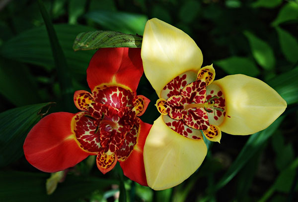 Deux fleurs de tigridia