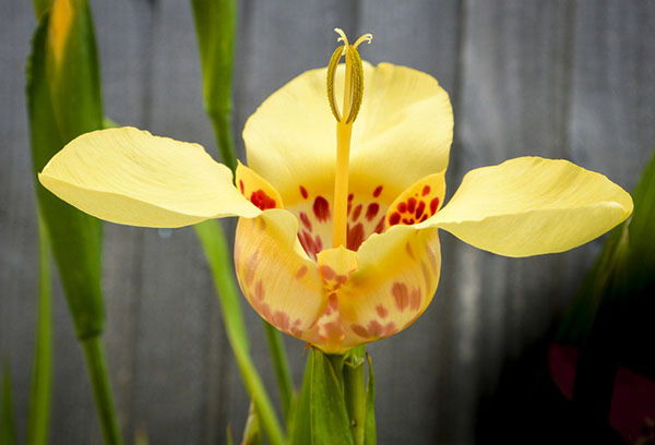 Tigridia jaune