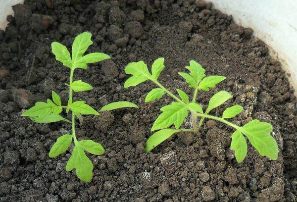 Pousses de tomates