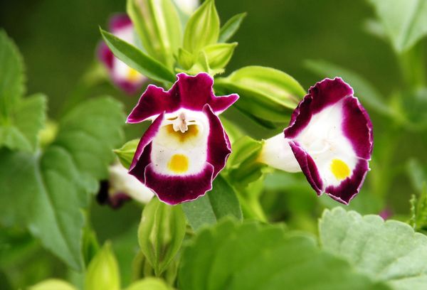 Torenia annuel