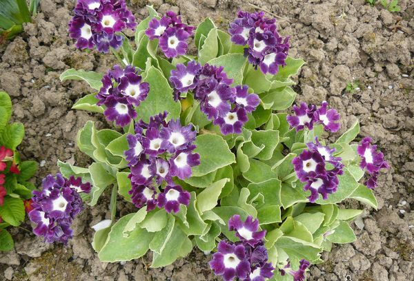 Torenia en fleurs