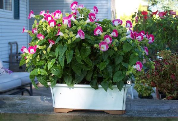 Torenia en fleurs dans un pot