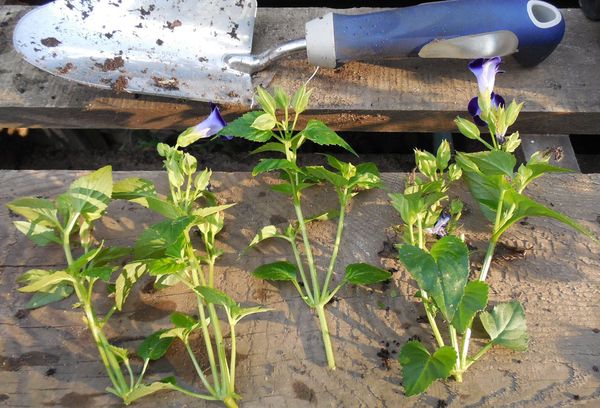 Boutures Torenia