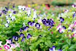 Fleurs de Torenia