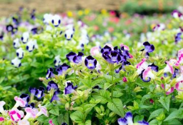 Hoa Torenia