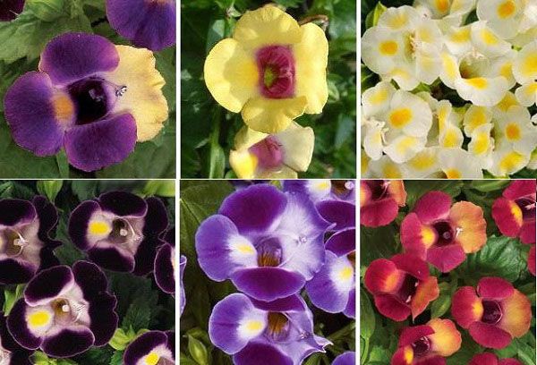 Variétés de Torenia