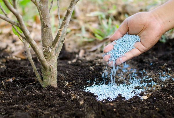 Alimentation des plantes