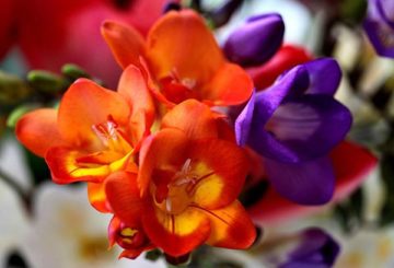 Freesia blommor