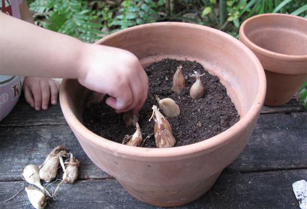 Planter des tubercules de freesia