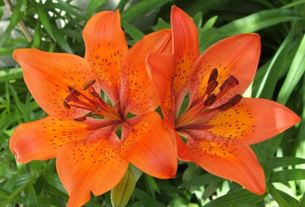 Tiger lily