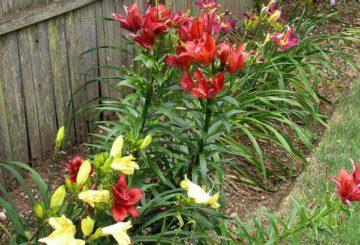 Lys dans le jardin