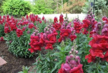 Snapdragon blommor