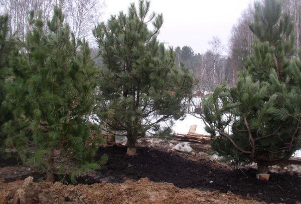 Funktioner av plantering och växande barrträd