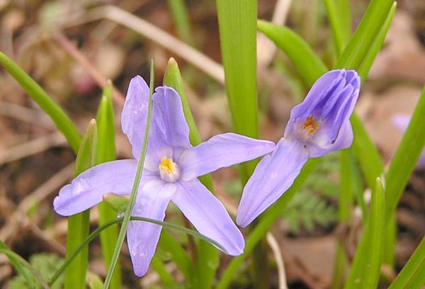 Chionodoxa Luciliae Blue