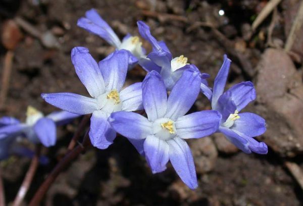 Fleurs de jardin