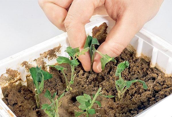 Enracinement des boutures de chrysanthème