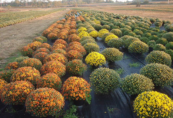 Chrysanthèmes globulaires dans la pépinière