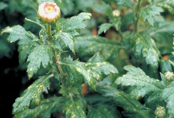 Buisson de chrysanthème endommagé par la maladie