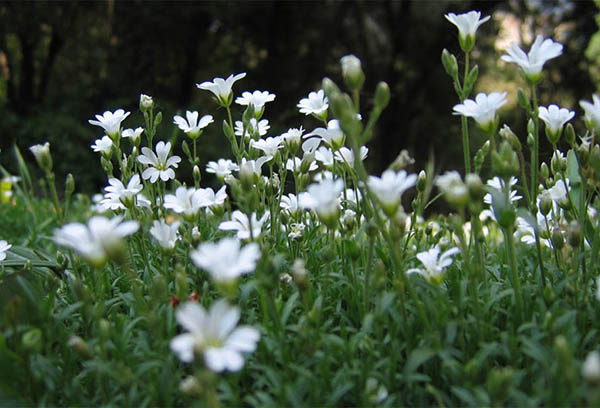 Chippings snömatta