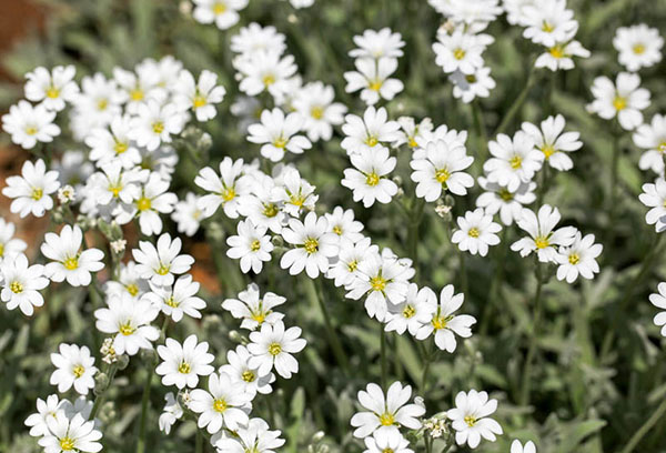 Blommande chickweed