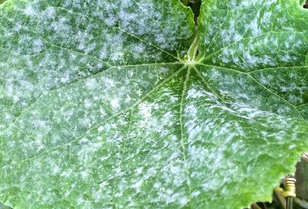 Oïdium sur une feuille de concombre