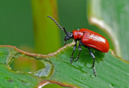 Coléoptère rouge sur une feuille de lys