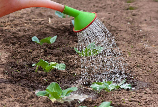 Fertiliser le chou avec de l'ammoniaque