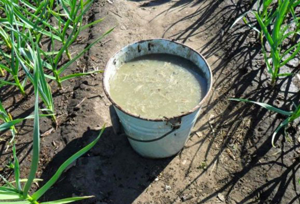 Fertilisant organique