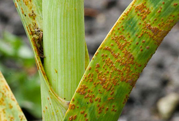 Rouille de l'ail