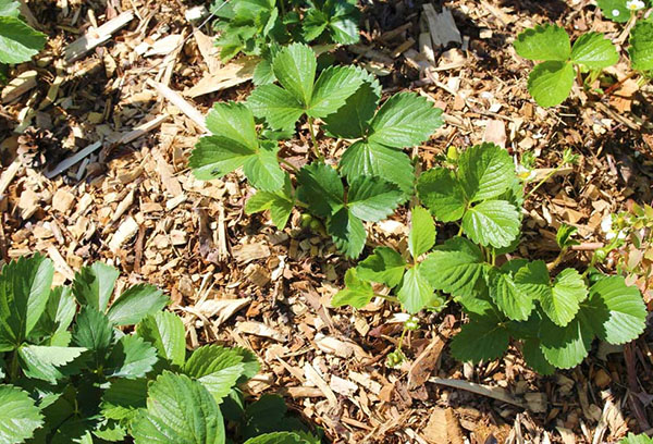 Les jeunes buissons de fraises