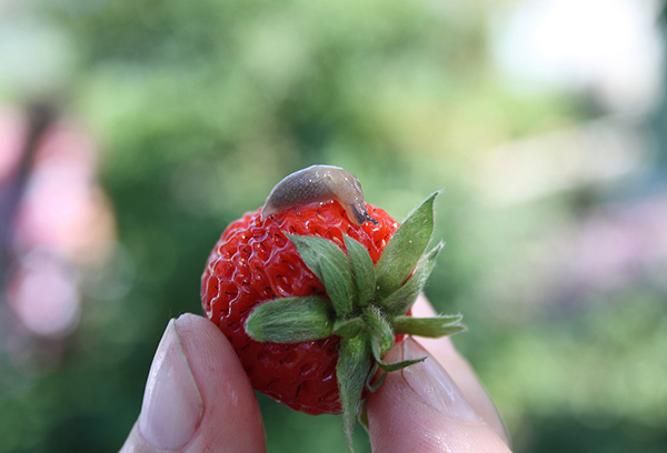 Limace sur les fraises