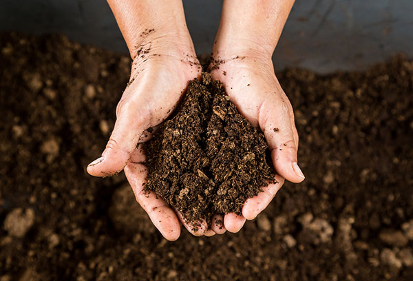 Tourbe pour la fertilisation des sols