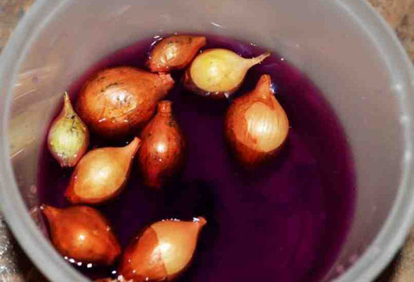 Traitement des bulbes avec du permanganate de potassium