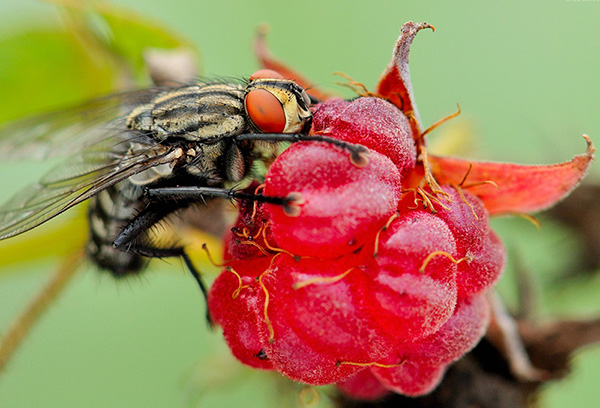 Mouche de la framboise