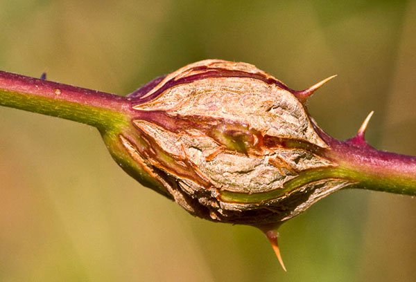 Stem gall midge