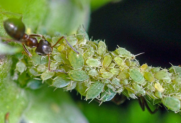 Pucerons sur les framboises