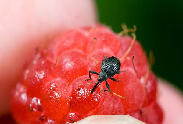 Charançon sur les framboises