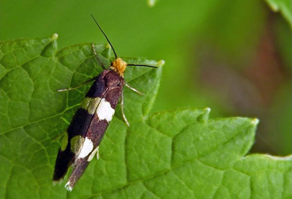 Teigne du rein sur feuille de framboisier