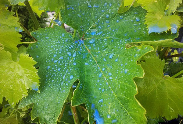 Gouttes d'engrais sur feuille de vigne