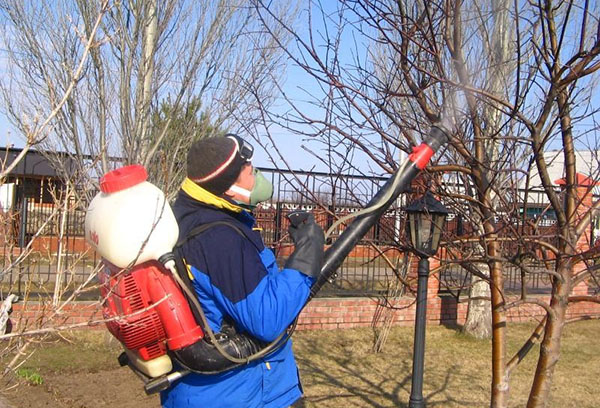 Пръскане на градината през пролетта