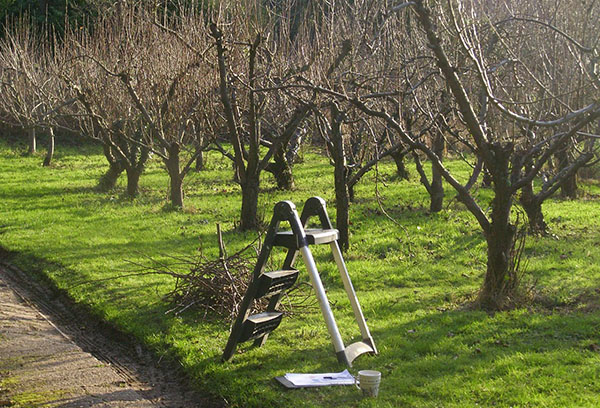 Taille des arbres dans le jardin