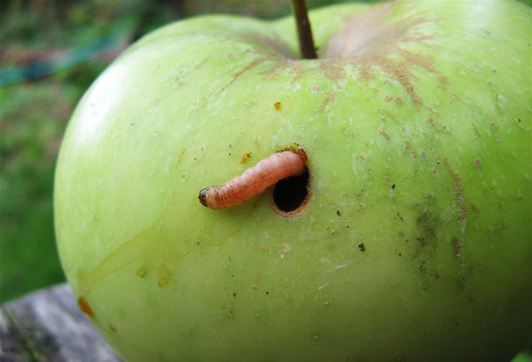 Papillon de la pomme